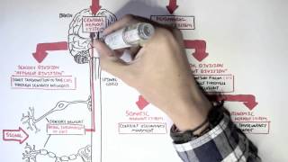 Neurology - Divisions of the Nervous System