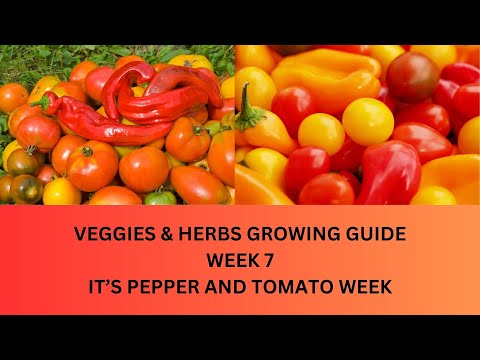 Growing Vegetables & Herbs-Week 7 Growing Guide