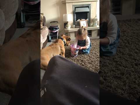 Adorable Staffy Getting Treats From Her Little Friend 🥰