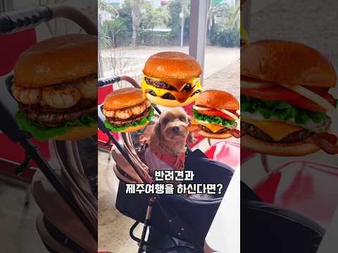 제주도맛집 애월맛집 제주수제버거 미트타운 f.애견동반 가능🐶🍔 #shorts