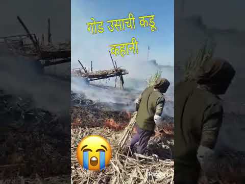 गोड उसाची कडू कहानी#shorts #viral#shetakari #Vishal Nagargoje #beed #comedy #villagelife