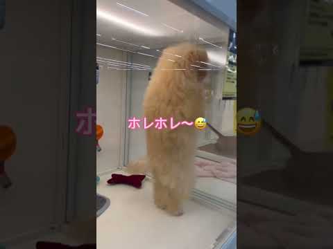 【爆笑＆可愛い】二足歩行のワンちゃんが凄い！！