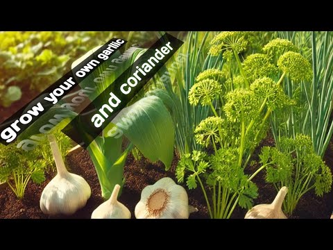 how to grow garllic and coriander #Garlic#Coriander#GrowGarlic#GrowCoriander#HomeGardening