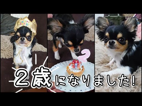 【チワワ】2歳になりました！お誕生日の様子です♪