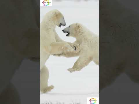 Male Polar Bears facts That you won't believe! #!shorts #shortsfeed #facts #weirdanimals #mystery