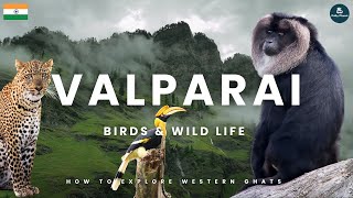 VALPARAI: The Best Wildlife Location in South India I Explore Western Ghats