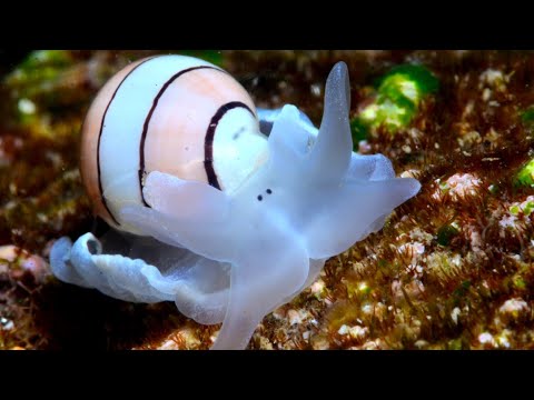 Facts: The Paper Bubble Shell (Bubble Snail)