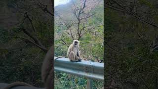 Hi chumu#grey langur #animals#travel