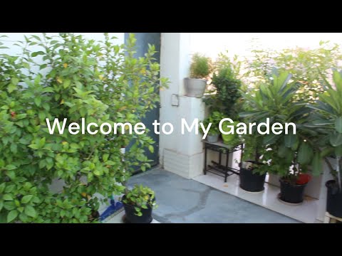 My Terrace Garden View