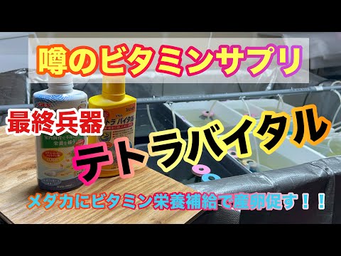 (メダカ)屋内ビタミン不足に！産卵の栄養ビタミン補給にテトラバイタル使って見る