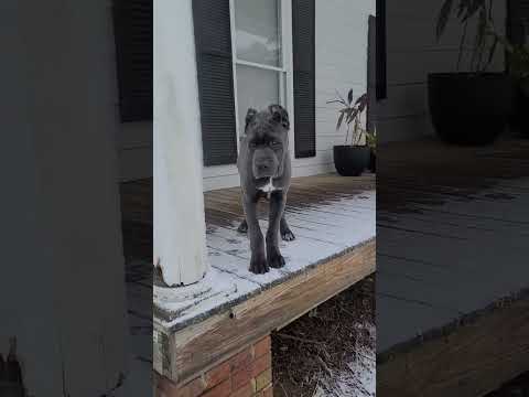 Snow Day Cane Corso Puppy #italianmastiff #canecorso #nephilimcanecorso