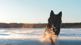 My dog Akira | Lapponian herder - January Dream