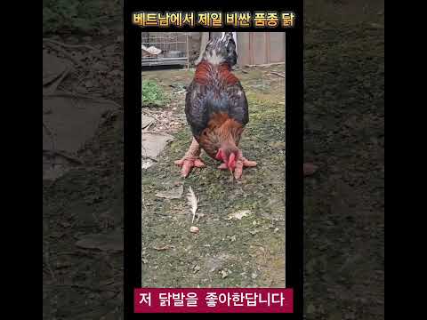 울프 베트남 시골가서 마주한 베트남에서 제일 비싼품종 닭을 마주하다.