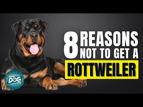 8 Reasons Why You SHOULD NOT Get a Rottweiler