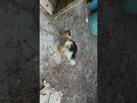 Cute Duckling #Viral #Shorts