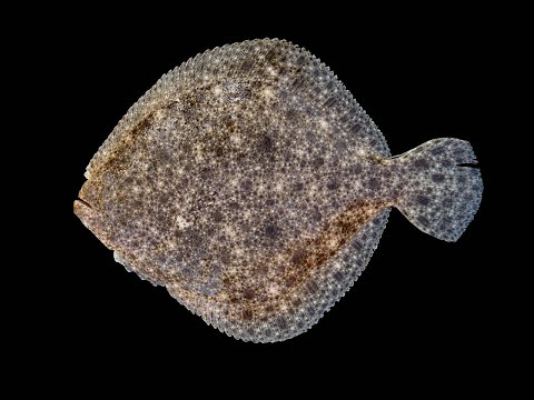 Facts: The Turbot