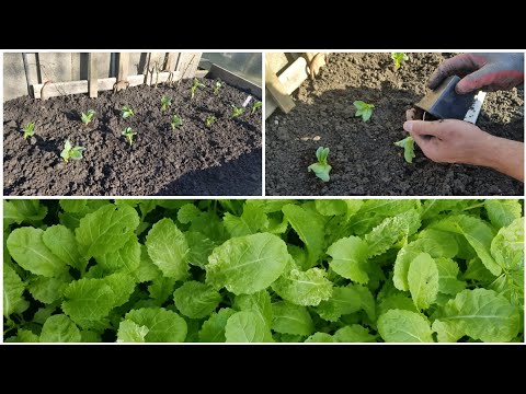 Early March allotment update | mustard greens harvest & broad beans | growing fruit & veg 2021