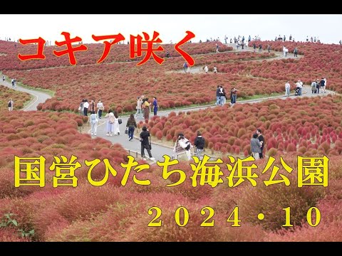 コキアが咲いた国営ひたち海浜公園に行ってみました　２０２４・１０