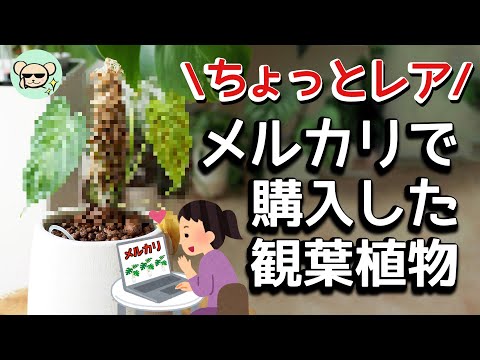 ちょっとレアな観葉植物【メルカリ購入】【フィロデンドロン・ベルコーサム】