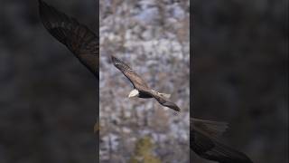 Fly Like an Eagle #baldeagle #nature #utah #wildlife #animals #birds #birdsofprey #raptors #shorts