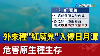 外來種"紅魔鬼"入侵日月潭 危害原生種生存