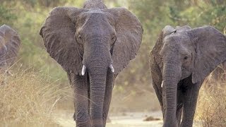 Who's The Man: Dimorphic Traits in Elephants