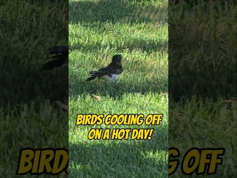 Birds cooling off on a hot day!🌞🚿 #findinggspots #australiannativebirds