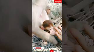 #bandar #funny #2022trends #animal #trending #viral #youtubeshorts #trending2022 #cutebaby #cute