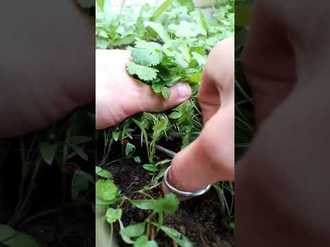 How To Harvest Coriander In A Satisfying Way #trending #garden #coriander #viralshort