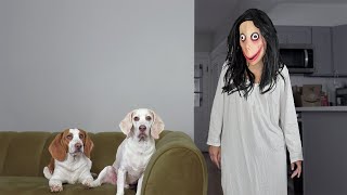 Dogs vs Momo Prank: Funny Dogs Maymo & Potpie Pranked by Momo