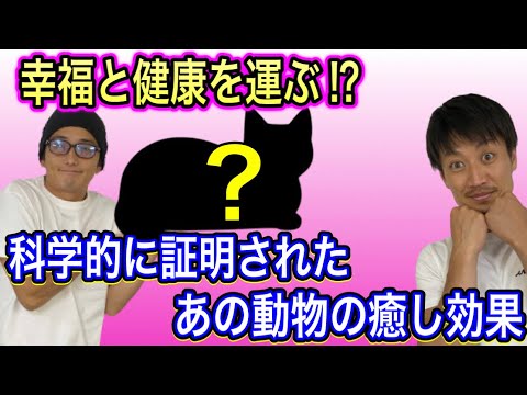 【ペットで病気を予防】幸せホルモンが止まらない⁉︎健康になりたければ猫を飼え