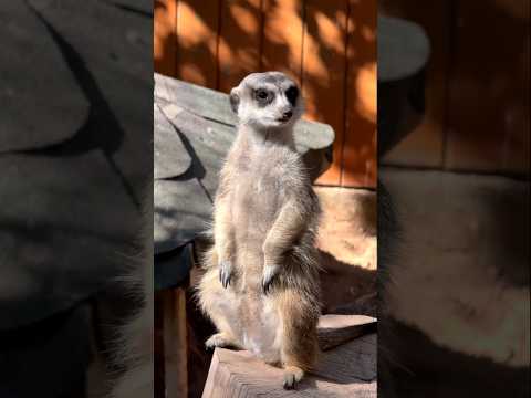 Funny Meerkat animal #mongoose#funny#comedy#acting#actor#shorts#viral