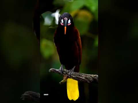 Montezuma oropendola bird#shorts#funny#comedy#viral#subscribe#cute#nature