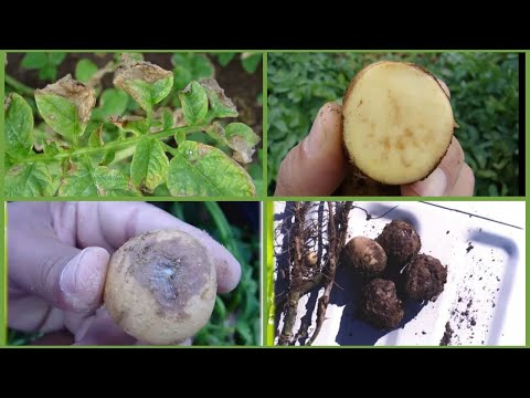 Bacterial Diseases of Potato Solanum Tuberosum