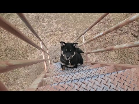 不安そうに初めての階段をのぼる柴犬パピー