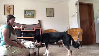 Train Lapponian Herder to Put Toys Away