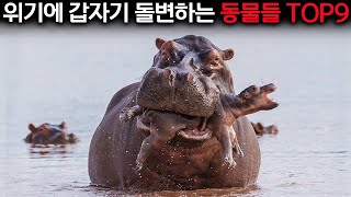 하마는 자식을 사랑한다고요? 충격적인 진실을 공개합니다