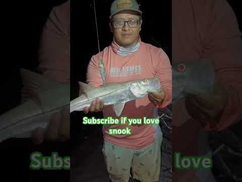 subscribe if you love snook  #subscribe #snook #fishing #outdoor #fyp #florida #saltwater #trending