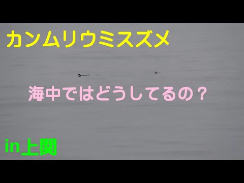 カンムリウミスズメ 海中を泳ぐ！