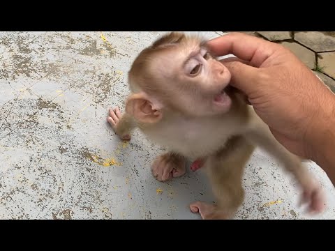 Little Adorable Baby Boy To Playing Outside Look Is Very Happy