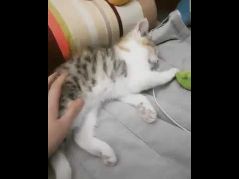 Giving hand to cat