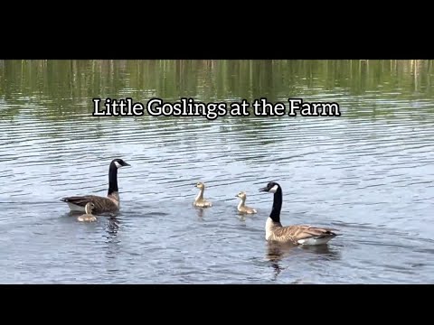 Little Goslings at the Farm Video 2024