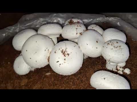 Mushroom farming business kaise kare Mushroom ki jankari hindi mai button mushroom farming