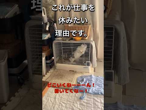 私が仕事に行きたくない理由#うさぎと暮らす #うさぎ #rabbit #40代 #かわいい #癒し