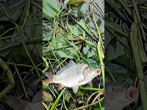 Rainy day fishing #shorts #short #fishing #fish #ytshort #shortsfeed #viralvideo #carp #trending