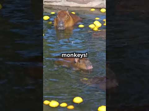 3 Amazing Facts About Capybaras! 2024