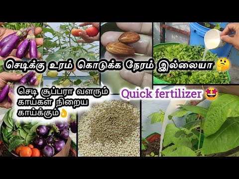 Maadi thottam💥செடிகள் நன்கு வளர சிறந்த உரம்🌱quick fertilizer just 1min🏡best fertilizer