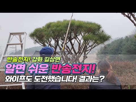 반송전지! 강화 길상면! 알면 쉬운 반송전지.. 와이프도 도전했습니다. 결과는? / Anyone can prune a pine tree