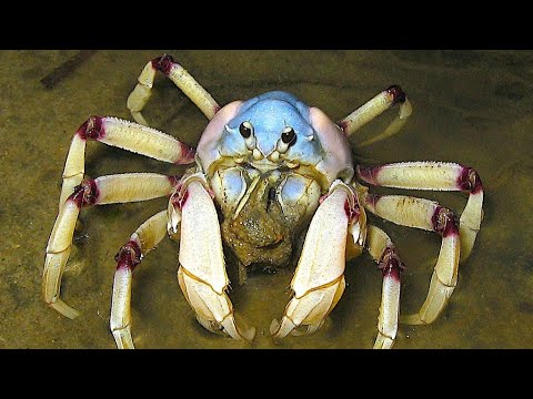 Facts: The Light Blue Soldier Crab