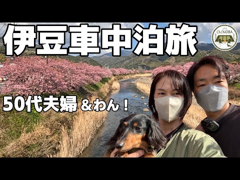 【車中泊旅】河津桜～伊豆車中泊旅♪1日目は名所9か所周ります！夜は道の駅伊東マリンタウンで車中泊しました。